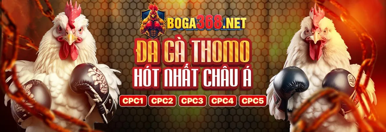 Đấu trường đá gà kịch tính tại 567tv nhà cái